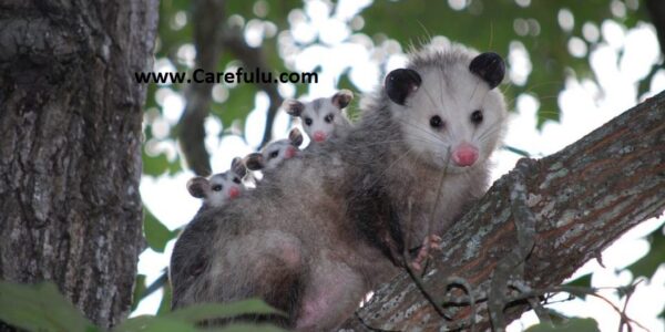 How To Make Possum Leave In A Natural Way