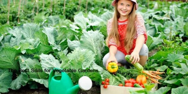 The Best Soils for Vegetable Gardens